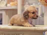 Kaninchen-Dachshund1102 Kaninchen-Dachshund1102