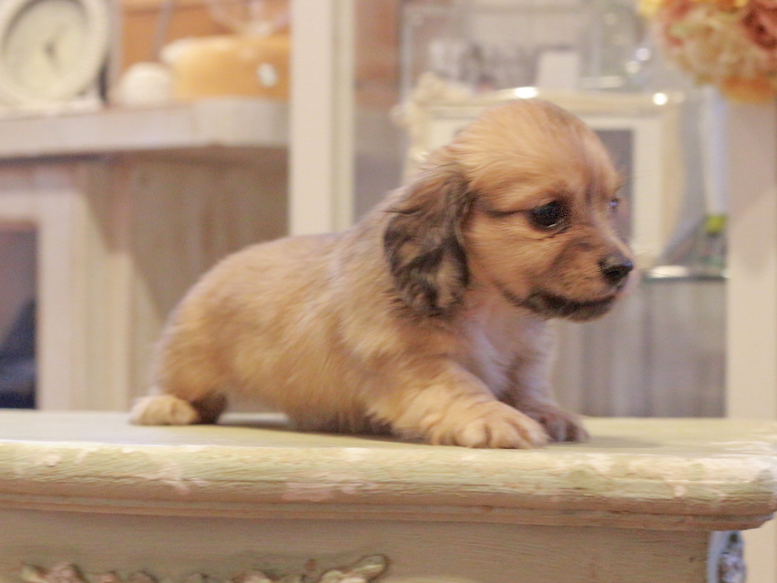 カニンヘン ダックスフンド ユーツー&スカッシュの子犬 イエロー(クリーム) 女の子Kaninchen-Dachshund1102 カニンヘン ダックスフンド ユーツー&スカッシュの子犬 イエロー(クリーム) 女の子