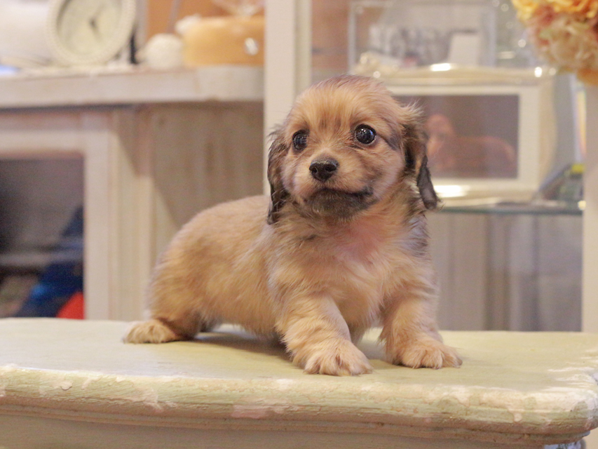 カニンヘン ダックスフンド ユーツー&スカッシュの子犬 イエロー(クリーム) 女の子Kaninchen-Dachshund1103 カニンヘン ダックスフンド ユーツー&スカッシュの子犬 イエロー(クリーム) 女の子