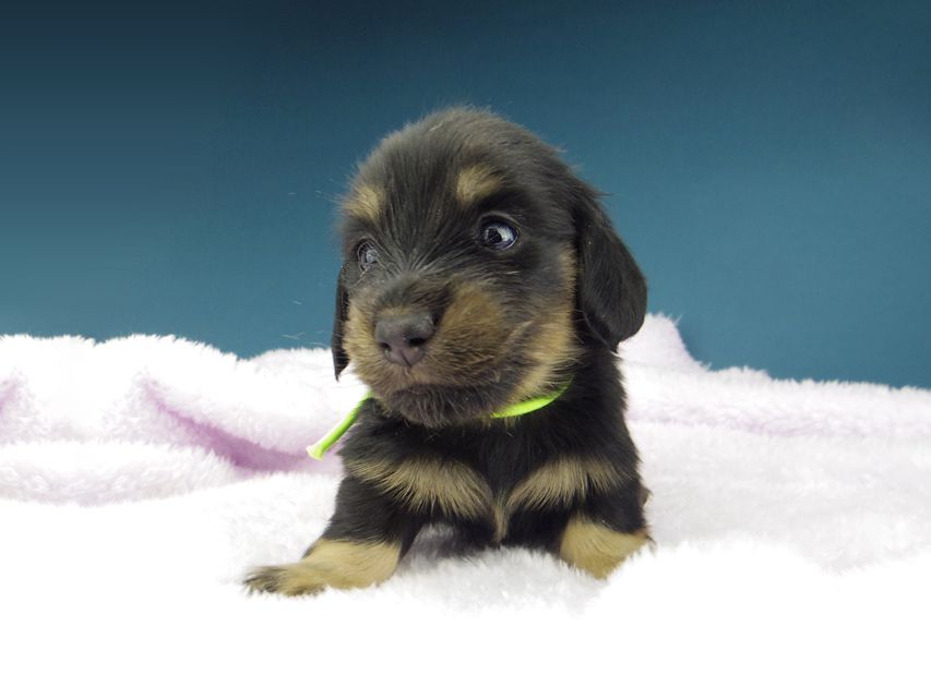 カニンヘン ダックスフンド ひなプリ & ナイトの子犬 ブラックイエロー（ブラッククリーム） 男の子