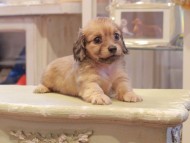 Kaninchen-Dachshund1105