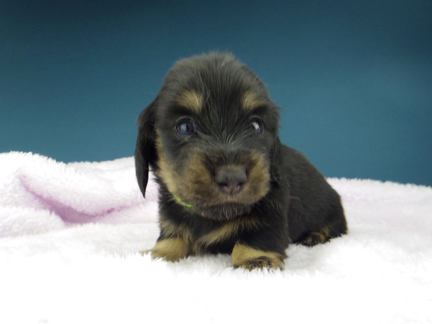 カニンヘン ダックスフンド ひなプリ & ナイトの子犬 ブラックイエロー（ブラッククリーム） 男の子