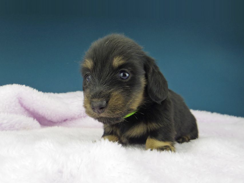 カニンヘン ダックスフンド ひなプリ & ナイトの子犬 ブラックイエロー（ブラッククリーム） 男の子