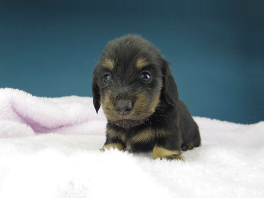 カニンヘン ダックスフンド ひなプリ & ナイトの子犬 ブラックイエロー（ブラッククリーム） 男の子