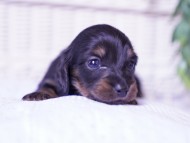 Kaninchen-Dachshund11