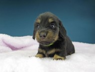 Kaninchen-Dachshund1110
