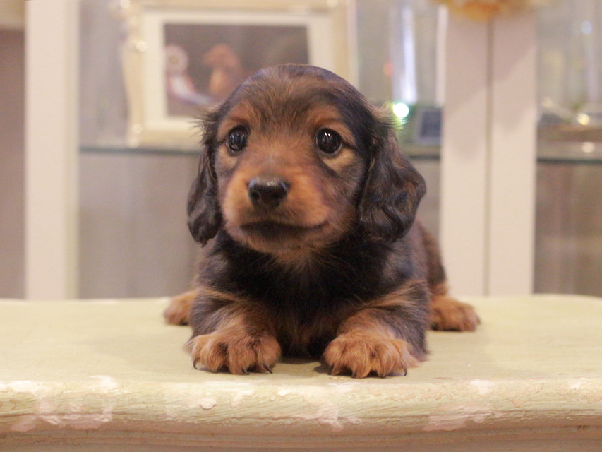 カニンヘン ダックスフンド シャイン&ボノの子犬 レッド 男の子