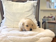 Kaninchen-Dachshund111