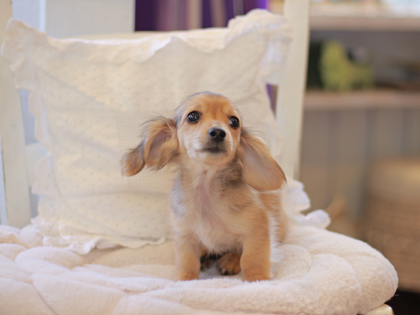 カニンヘン ダックスフンド まめms & 竹千代CHの子犬 シェーデットイエロー(シェーデットクリーム) 女の子(2)Kaninchen-Dachshund11 カニンヘン ダックスフンド まめms & 竹千代CHの子犬 シェーデットイエロー(シェーデットクリーム) 女の子(2)