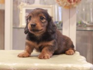 Kaninchen-Dachshund1114 Kaninchen-Dachshund1114