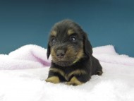 Kaninchen-Dachshund1115