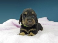 Kaninchen-Dachshund1116