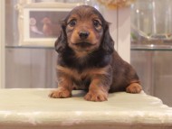 Kaninchen-Dachshund1117 Kaninchen-Dachshund1117