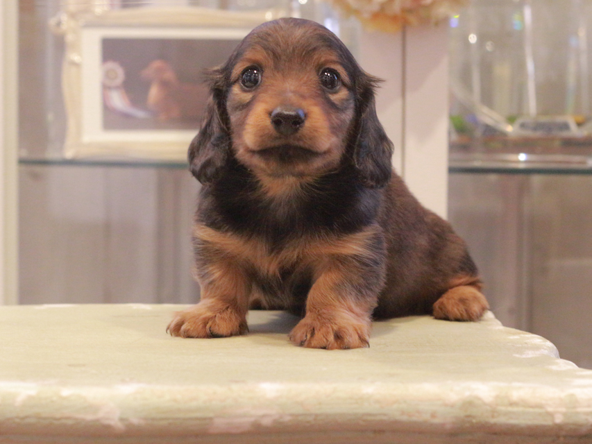 カニンヘン ダックスフンド シャイン&ボノの子犬 レッド 男の子