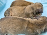 Kaninchen-Dachshund1