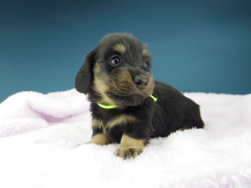 カニンヘン ダックスフンド ひなプリ & ナイトの子犬 ブラックイエロー（ブラッククリーム） 男の子