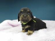 Kaninchen-Dachshund1121