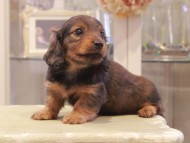 Kaninchen-Dachshund1121