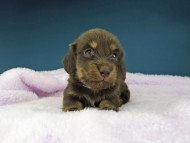Kaninchen-Dachshund1125