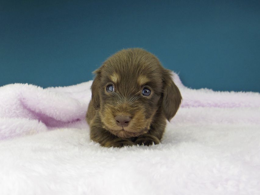 カニンヘン ダックスフンド ひなプリ & ナイトの子犬 チョコイエロー（チョコクリーム） 男の子
