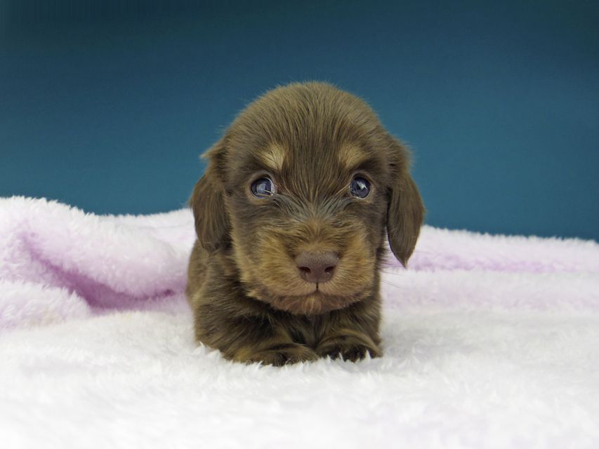 カニンヘン ダックスフンド ひなプリ & ナイトの子犬 チョコイエロー（チョコクリーム） 男の子