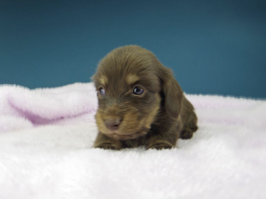 カニンヘン ダックスフンド ひなプリ & ナイトの子犬 チョコイエロー（チョコクリーム） 男の子