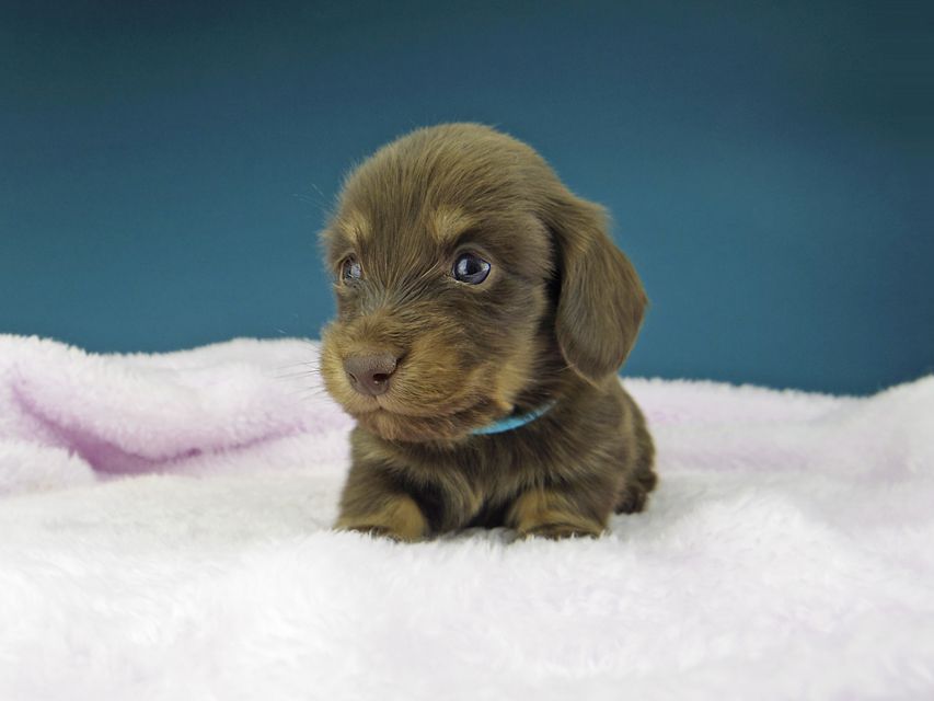 カニンヘン ダックスフンド ひなプリ & ナイトの子犬 チョコイエロー（チョコクリーム） 男の子