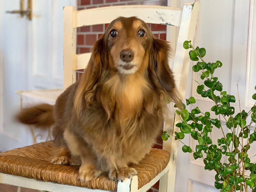 カニンヘン ダックスフンド 武蔵と小梅の子