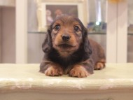 Kaninchen-Dachshund1140