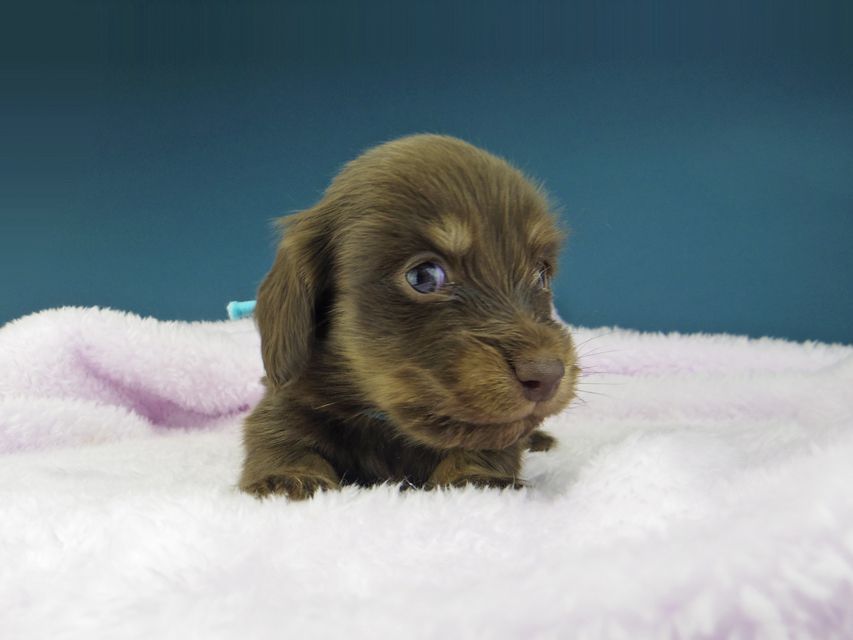 カニンヘン ダックスフンド ひなプリ & ナイトの子犬 チョコイエロー（チョコクリーム） 男の子