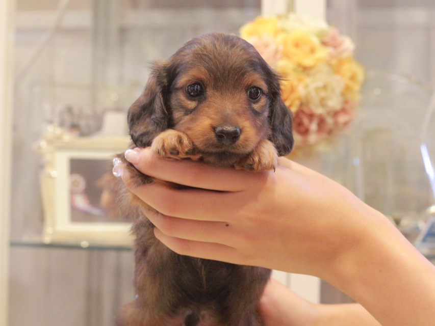 カニンヘン ダックスフンド シャイン&ボノの子犬 レッド 男の子
