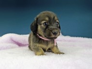 Kaninchen-Dachshund1148