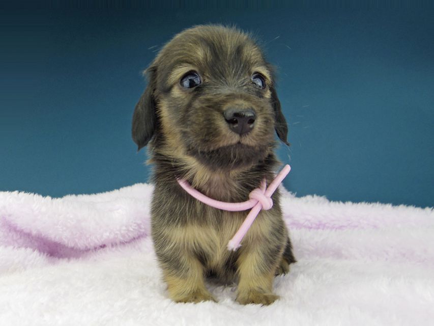 カニンヘン ダックスフンド ひなプリ & ナイトの子犬 シェーデットイエロー（シェーデットクリーム） 女の子（1）