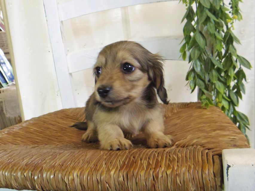 カニンヘン ダックスフンド シール & ブルース イエロー（クリーム） 女の子