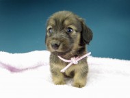 Kaninchen-Dachshund1150