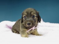 Kaninchen-Dachshund1151