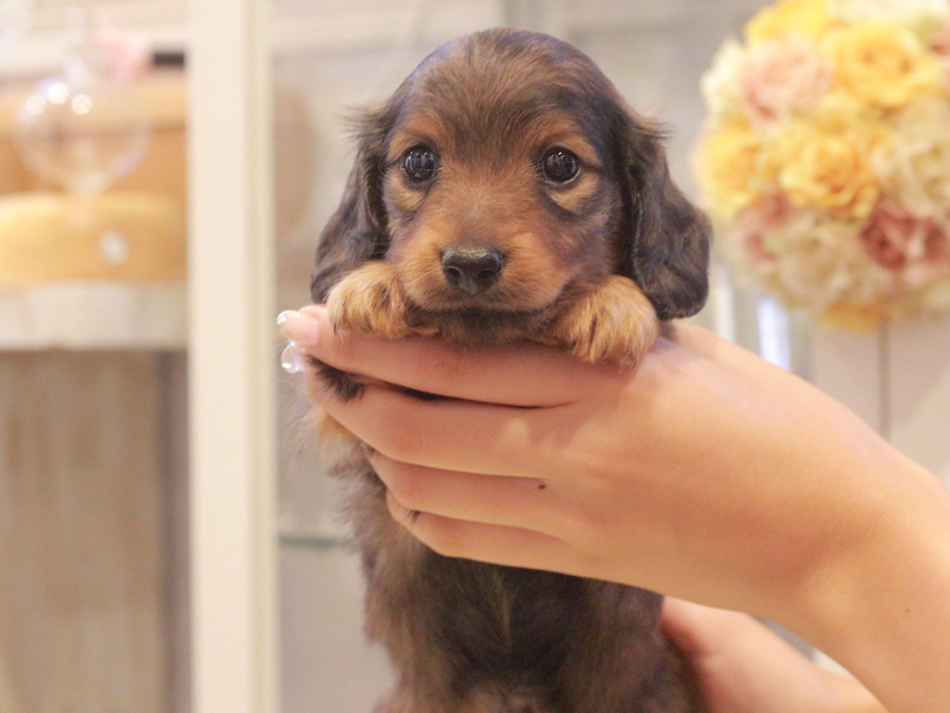 カニンヘン ダックスフンド シャイン&ボノの子犬 レッド 男の子