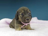 Kaninchen-Dachshund1152