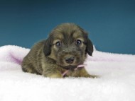 Kaninchen-Dachshund1153