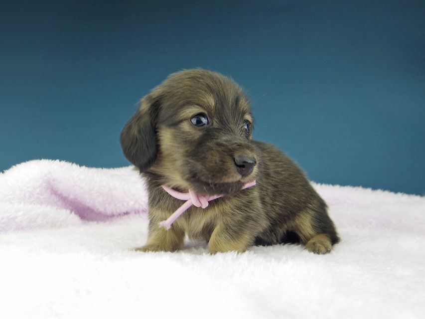 カニンヘン ダックスフンド ひなプリ & ナイトの子犬 シェーデットイエロー（シェーデットクリーム） 女の子（1）