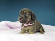 Kaninchen-Dachshund1155