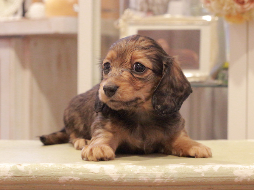 カニンヘン ダックスフンド クラン&ロックスの子犬 レッド 女の子