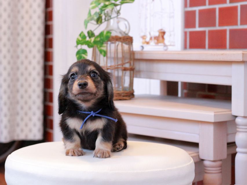 カニンヘン ダックスフンド カイラ & ピーターの子犬 ブラックイエロー（ブラッククリーム） 男の子（2）