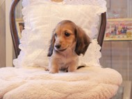 Kaninchen-Dachshund115 Kaninchen-Dachshund115