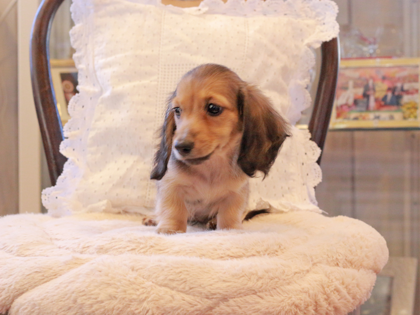 カニンヘン ダックスフンド まめms & 竹千代CHの子犬 シェーデットイエロー(シェーデットクリーム) 女の子(1)Kaninchen-Dachshund115 カニンヘン ダックスフンド まめms & 竹千代CHの子犬 シェーデットイエロー(シェーデットクリーム) 女の子(1)