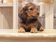 Kaninchen-Dachshund1163