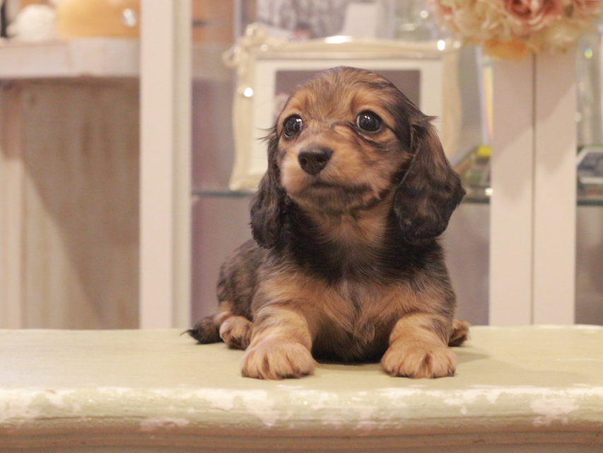カニンヘン ダックスフンド クラン&ロックスの子犬 レッド 女の子