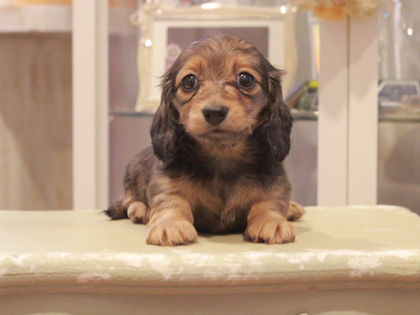 カニンヘン ダックスフンド クラン&ロックスの子犬 レッド 女の子