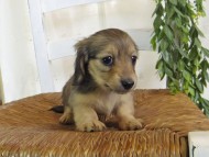 Kaninchen-Dachshund117 Kaninchen-Dachshund117