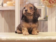 Kaninchen-Dachshund1173